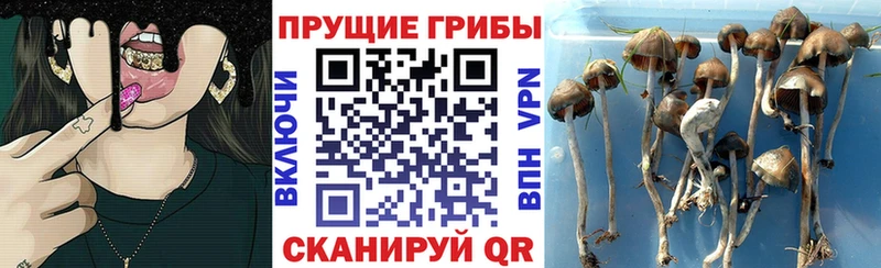 Галлюциногенные грибы мицелий  дарк нет Telegram  Малмыж 